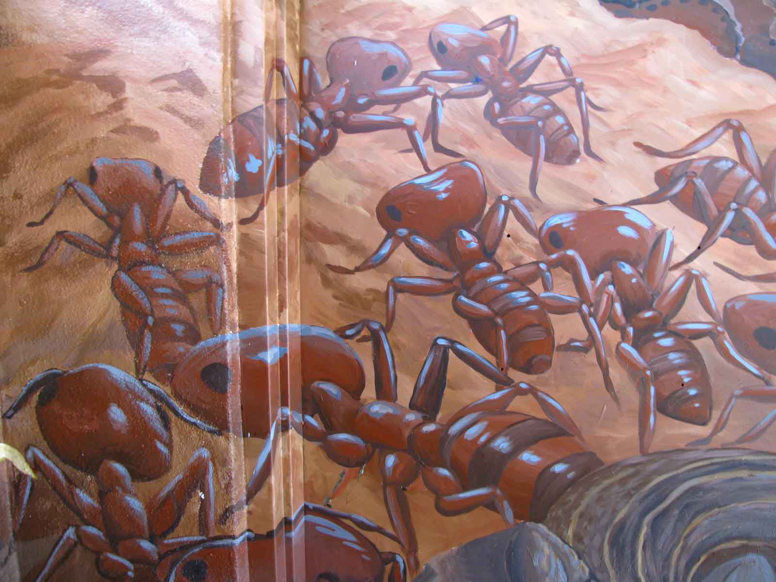 Acker ants 1a
